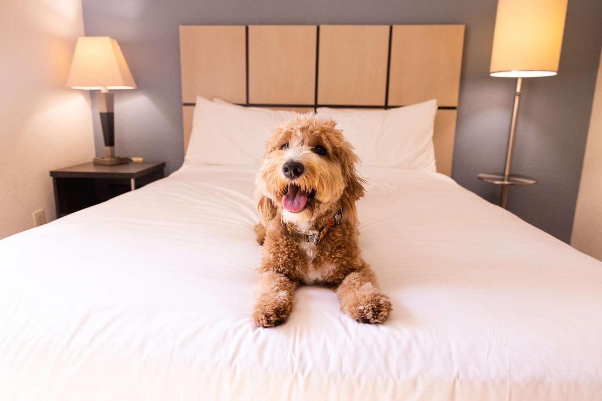 Sonesta Simply Suites Dallas Galleria Екстериор снимка